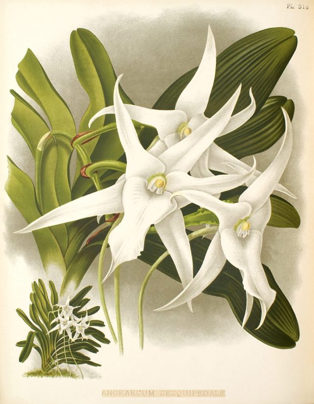 Ангрекум полуторафутовый (Angraecum sesquipedale). Ботаническая иллюстрация из книги Warner Robert, Williams Henry. The Orchid Album. 1897