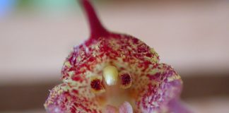 Дракула — страшно красивая орхидея