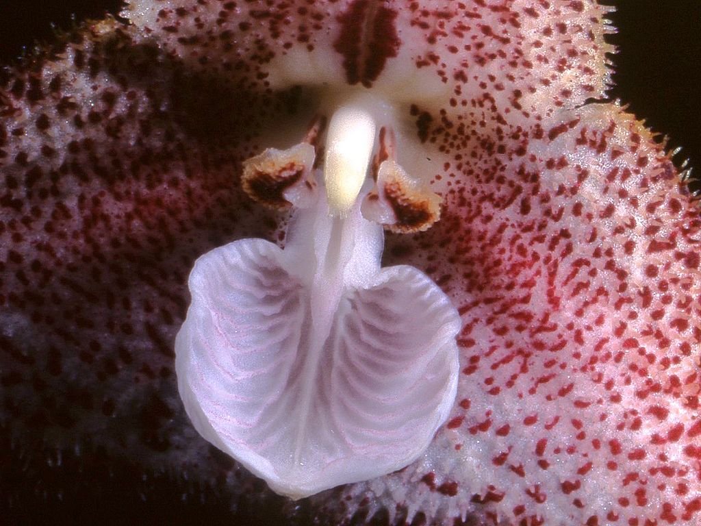 Дракула — красота с пугающей внешностью: орхидея с необычной окраской