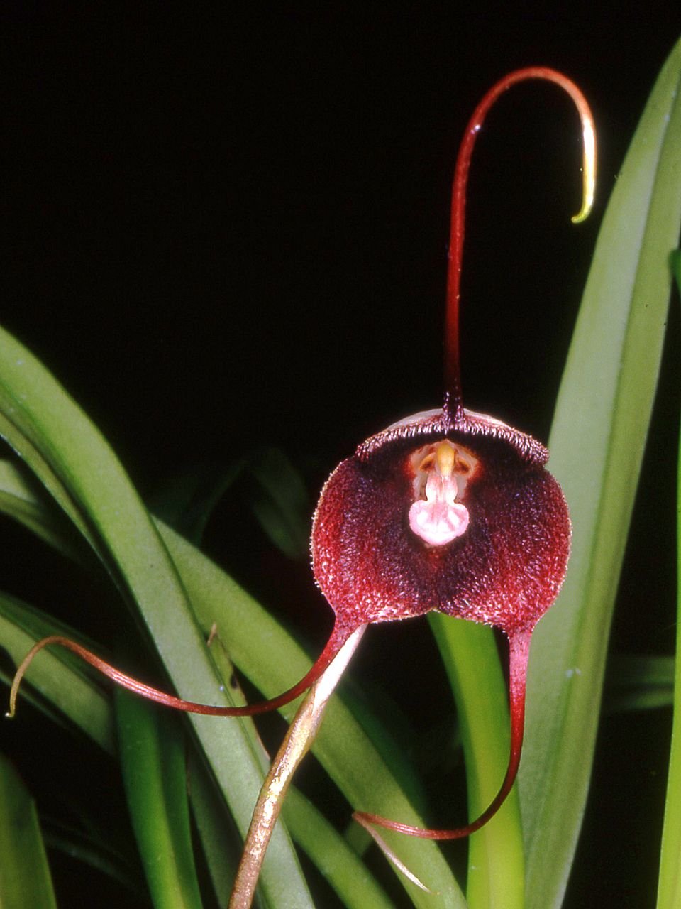 Орхидея с необычной внешностью