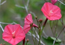 Ипомея (Ipomoea microdactyla)