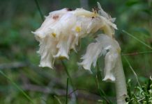 Подъельник обыкновенный (Monotropa hypopitys)