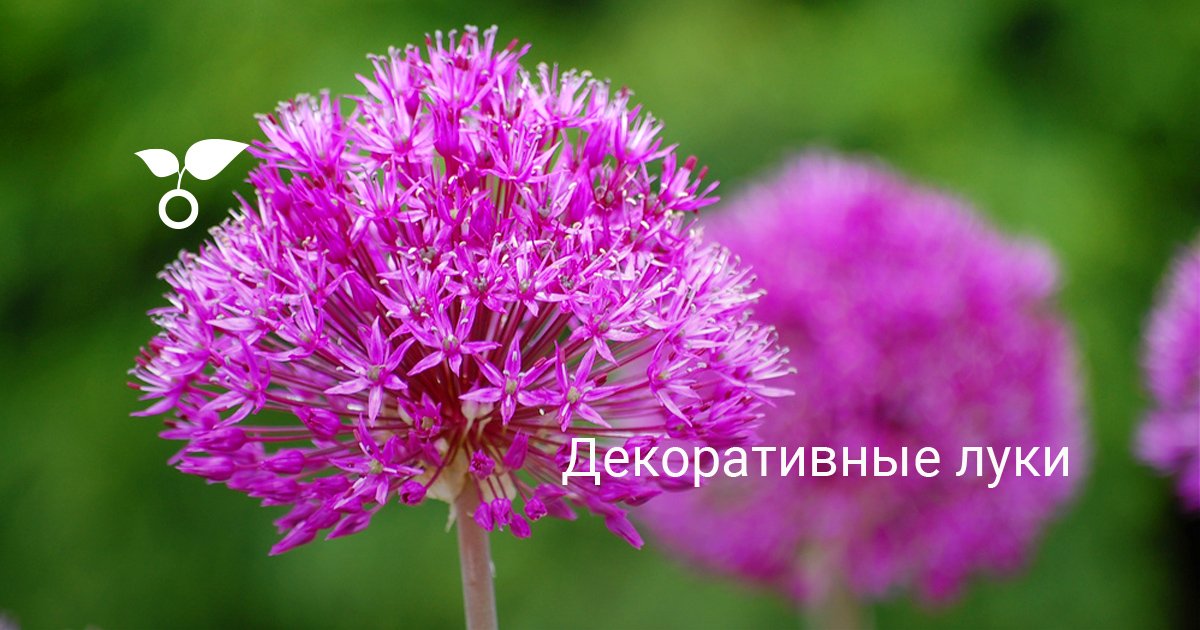 Выбор места для посадки
