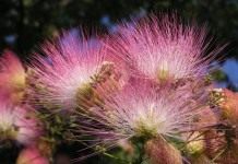 Альбиция ленкоранская (Albizia julibrissin)