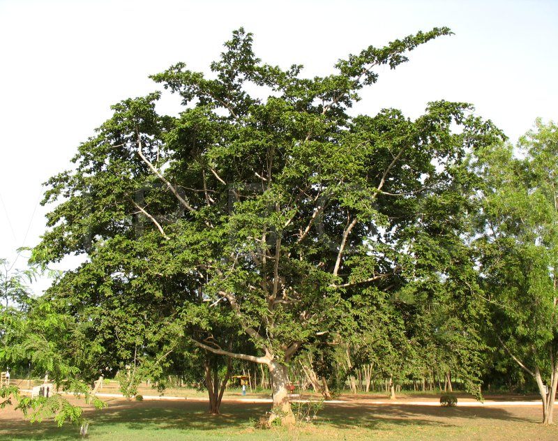 Анчар — дерево смерти. Ядовитое растение. Фото. — Ботаничка