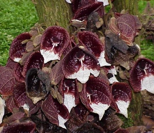 Кирказон древовидный (Aristolochia arborea)