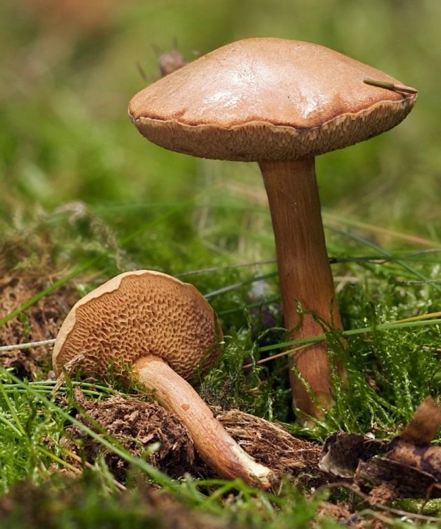 Перечный гриб, или маслёнок перечный (Chalciporus piperatus)