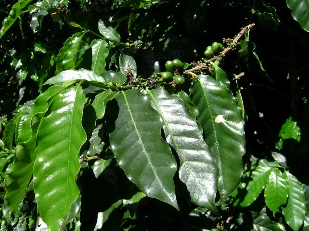Цветок кофе: удивительная красота и свойства кофейного дерева на примере российских растений