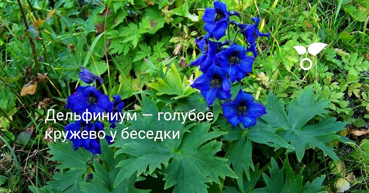 Дельфиниум — голубое кружево у беседки . Уход, выращивание, размножение ...