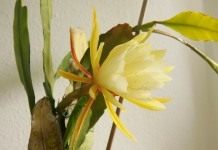 Эпифиллум (Epiphyllum)