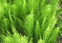 Хвощ полевой (Equisetum arvense)