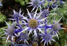 Синеголовник Бурта (Eryngium bourgatii), сорт "Picos Blue"