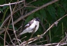 Мухоловка-пеструшка (Ficedula hypoleuca)