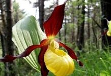 Венерин башмачок (Cypripedium calceolus)