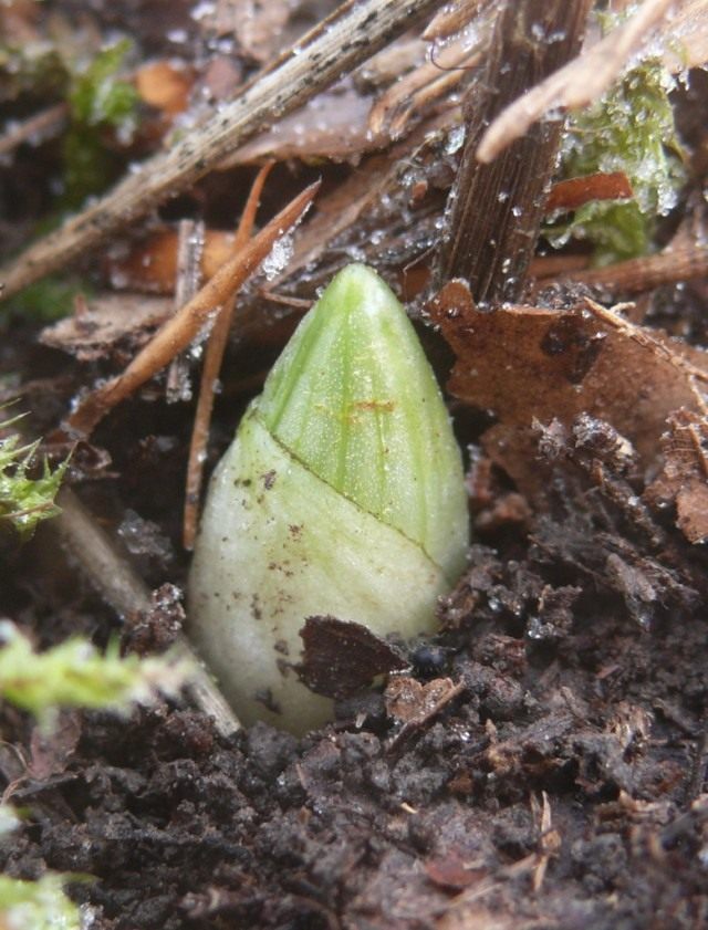 Венерин башмачок (Cypripedium calceolus) 