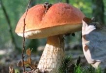 Подосиновик красный (Leccinum aurantiacum)