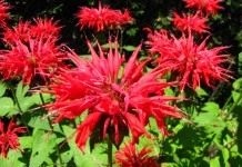 Монарда двойчатая (Monarda didyma)