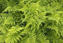 Орляк обыкновенный (Pteridium aquilinum)