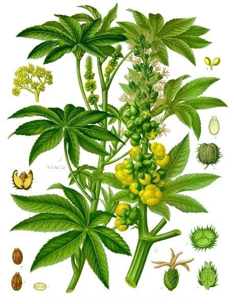 Клещевина обыкновенная (Ricinus communis). Ботаническая иллюстрация из справочника Köhler's Medizinal-Pflanzen, 1887