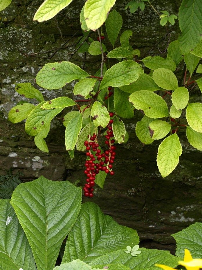 Лимонник — плод с пятью вкусами. Уход, выращивание, размножение ...