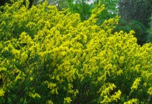 Ракитник русский (Cytisus ruthenicus) синоним Ракитник Цингера (Cytisus zingeri)