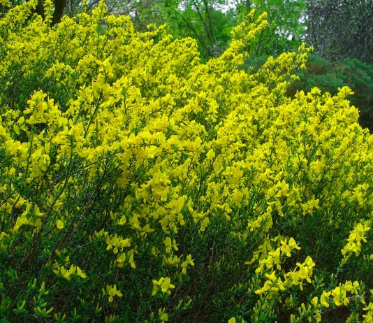 Ракитник русский (Cytisus ruthenicus) синоним Ракитник Цингера (Cytisus zingeri)