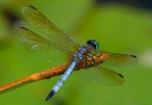 Стрекоза (Odonata)