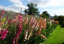 Гладиолус (Gladiolus)