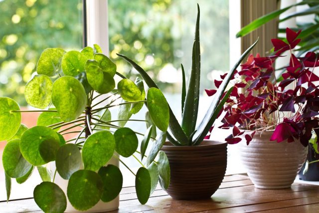 Растения и здоровье