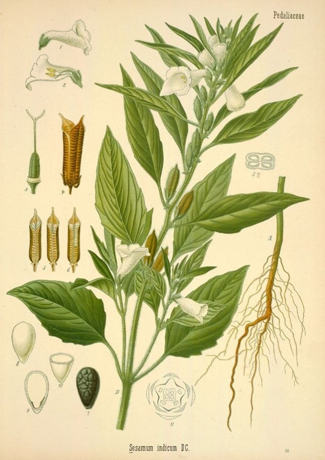 Кунжут, или сезам (Sesamum indicum) Ботаническая иллюстрация из книги«Köhler’s Medizinal-Pflanzen», 1887