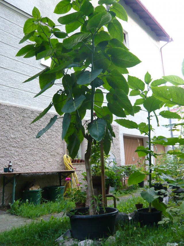 Четырёхлетнее томатное дерево (Cyphomandra betacea), выращенное из семян