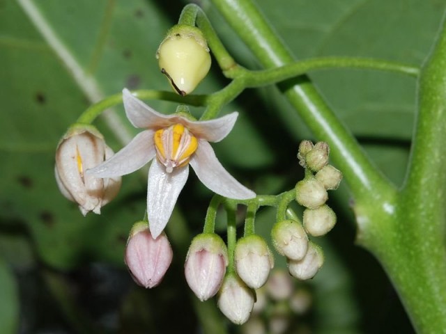 Цветки Тамарилло (Cyphomandra betacea)