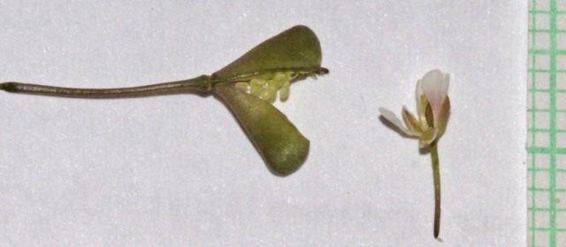 Раскрытая семенная коробочка и цветок Сумочника пастушьего, или Пастушьей сумки обыкновенной