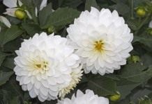 Георгин (Dahlia)