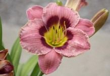 Лилейник (Hemerocallis)