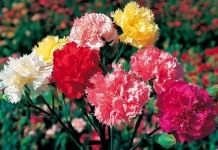 Гвоздики садовые группы Шабо (Dianthus caryophyllus var. chabaud)