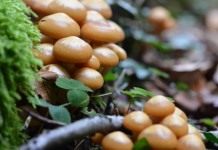 Опёнок летний (Kuehneromyces mutabilis)