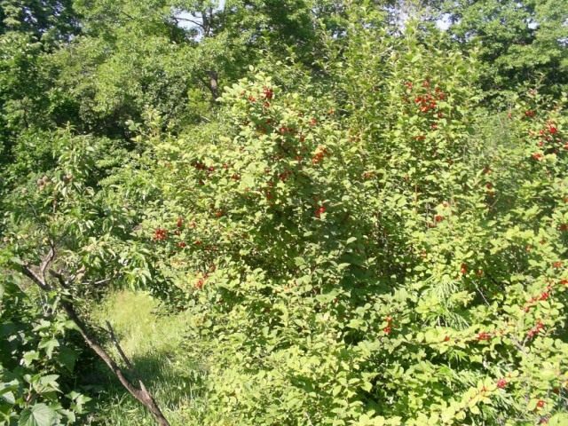 Куст вишни войлочной со зрелыми ягодами