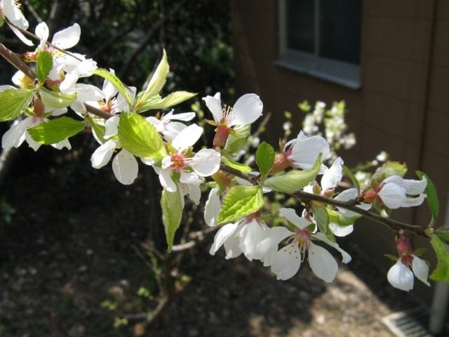 Цветы вишни войлочной на ветке