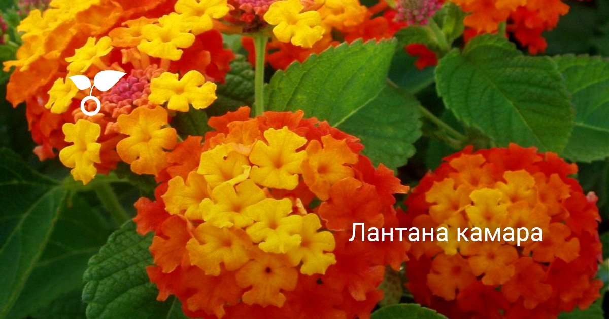 Лантана камара. Уход, выращивание, размножение. Комнатное растение ...
