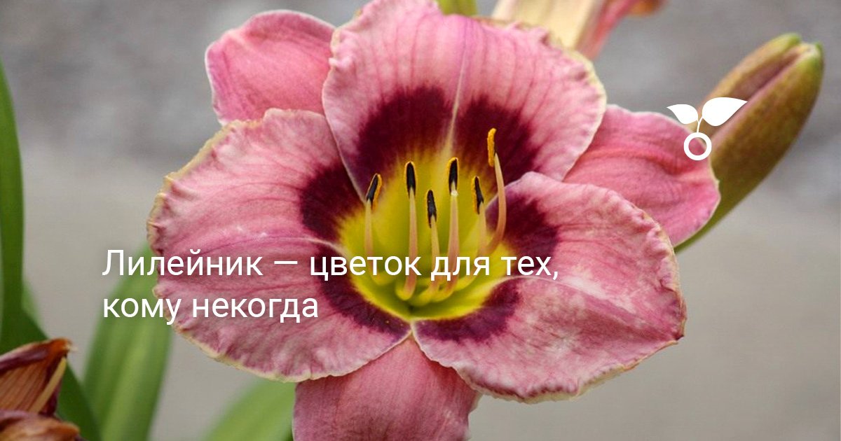Лилейник — цветок для тех, кому некогда. Уход, выращивание, размножение ...