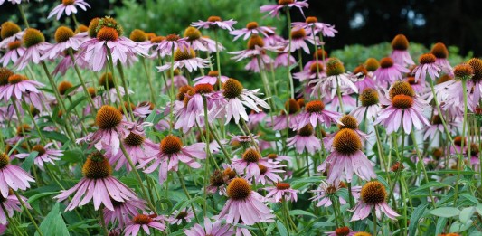 Эхинацея пурпурная (Echinacea purpurea)