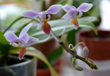 Фаленопсис конский (Phalaenopsis equestris)