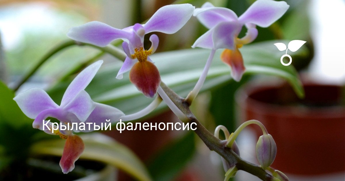 Орхидея фаленопсис. Уход, выращивание, размножение, пересадка. Болезни ...