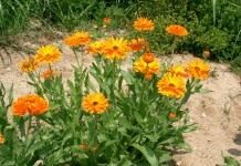 Календула лекарственная, или ноготки (Calendula officinalis)