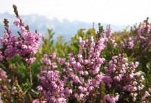 Вереск обыкновенный (Calluna vulgaris)