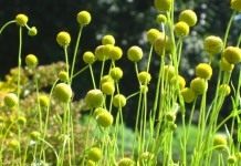 Гелениум ароматный, или Цефалофора ароматная (Helenium aromaticum)