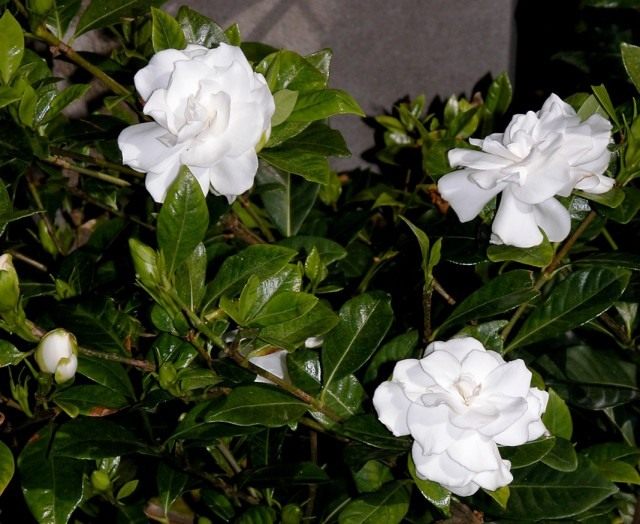 Гардения жасминовидная (Gardenia jasminoides)