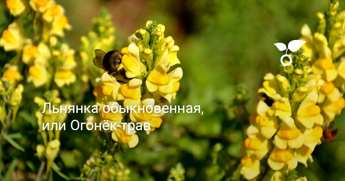 Льнянка обыкновенная, или Огонёк-трава. Описание, сорняк. Фото — Ботаничка