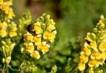 Льнянка обыкновенная (Linaria vulgaris)